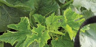 Your cucurbits will get viruses