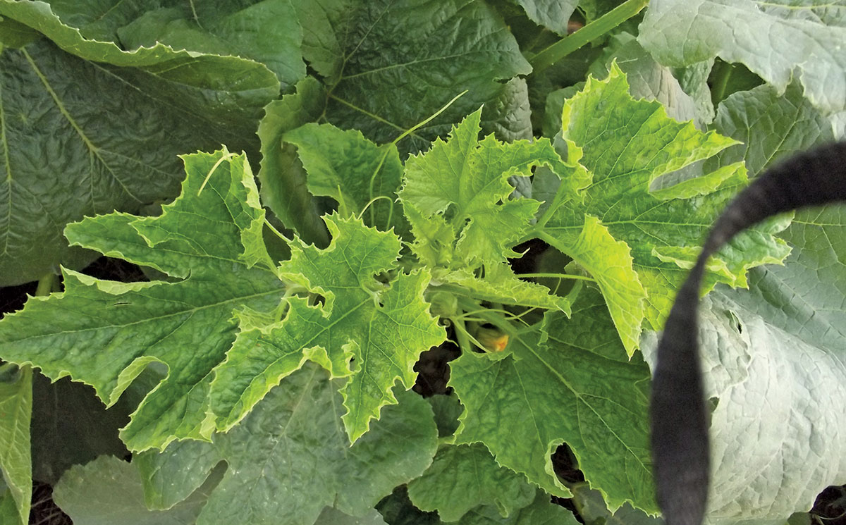 Your cucurbits will get viruses