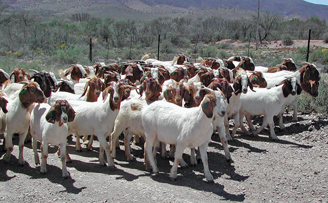 Goats: good management = good money