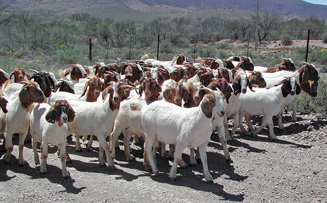 Goats: good management = good money Goats: good management = good money
