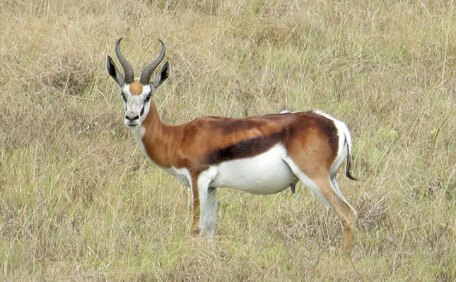 Rare coffee-coloured Springbok fetches record price