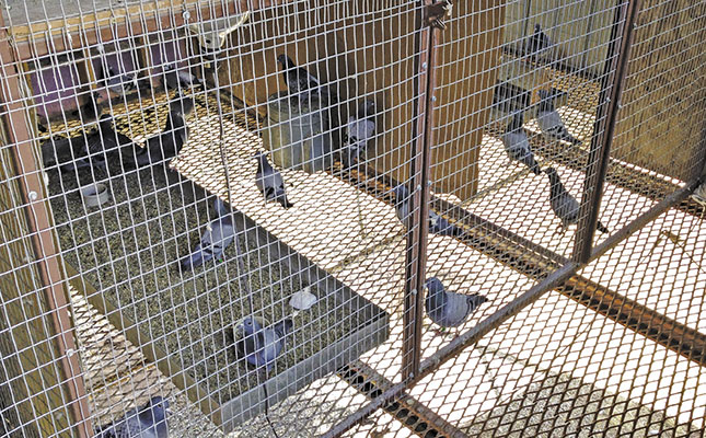Getting started with pigeons Getting started with pigeons