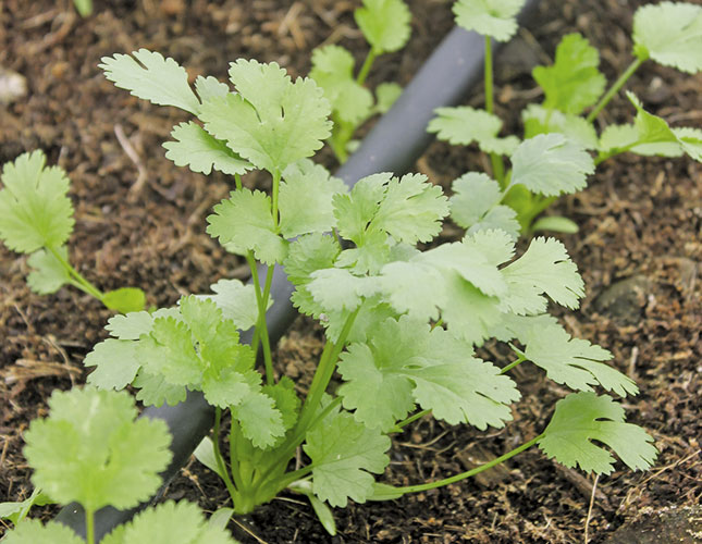 Herbs and diversified farming: how to do it Herbs and diversified farming: how to do it
