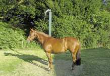 The benefits of the patience pole for horses