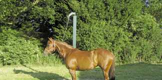 The benefits of the patience pole for horses