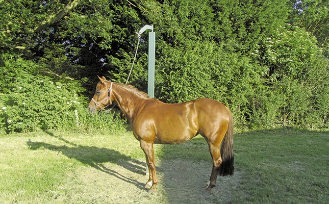 The benefits of the patience pole for horses