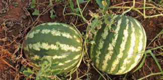 Planting watermelon seeds and seedlings