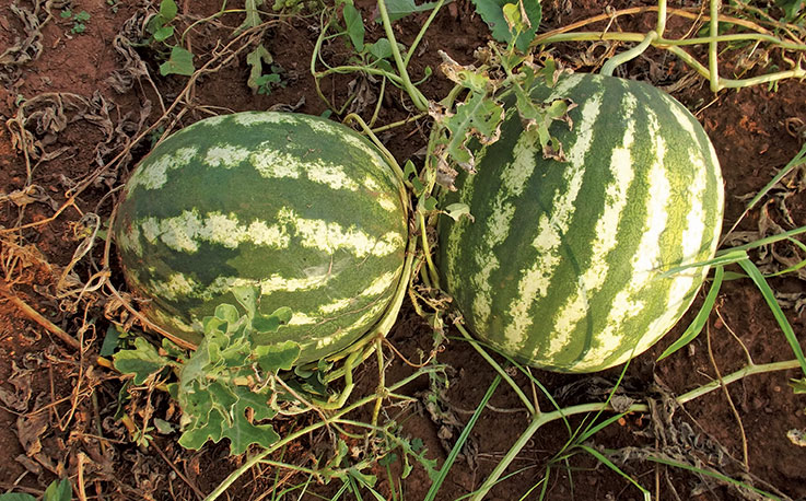 Planting watermelon seeds and seedlings