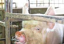 Commercial pig production: A quick income earner