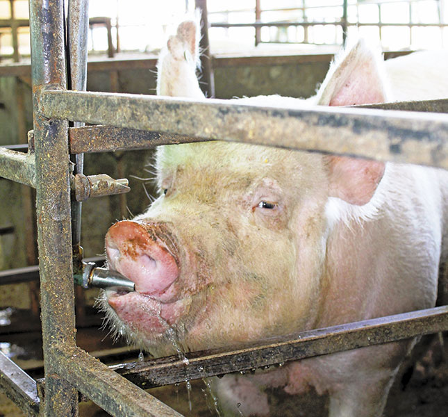Commercial pig production: A quick income earner