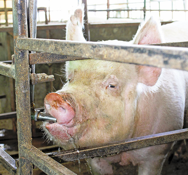 Commercial pig production: A quick income earner Commercial pig production: A quick income earner