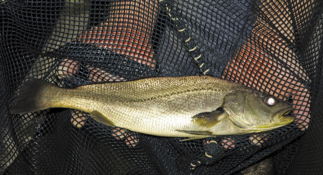 Fish farming: affordable protein for SA? Fish farming: affordable protein for SA?