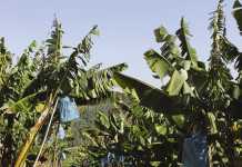 Challenges of banana farming in South Africa