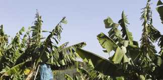 Challenges of banana farming in South Africa