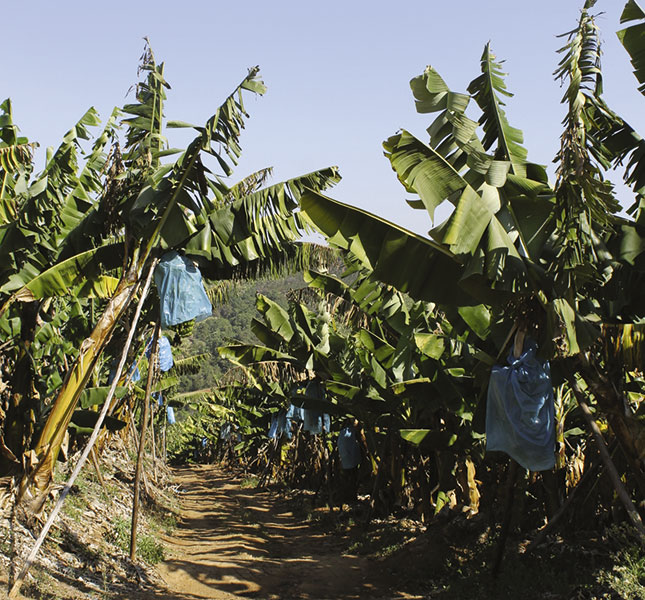 Challenges of banana farming in South Africa