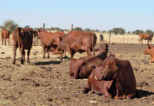 Using kraal manure as fertiliser