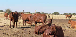 Using kraal manure as fertiliser