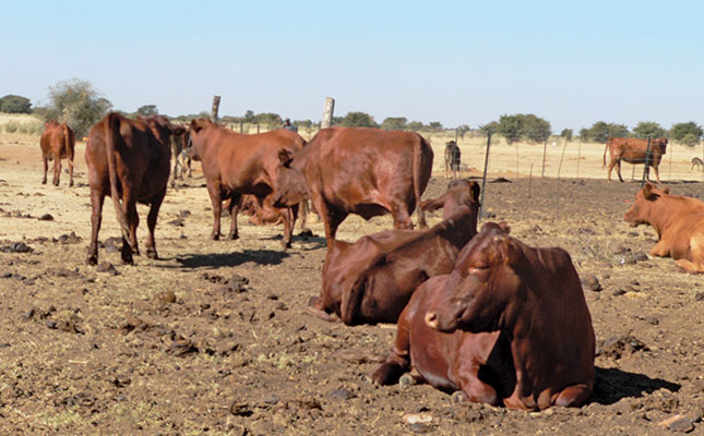 Using kraal manure as fertiliser