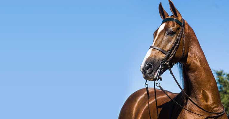 Why your horse shakes its head Why your horse shakes its head