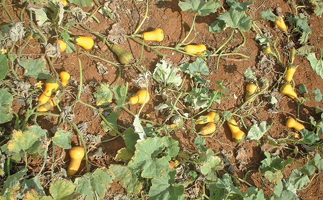 Producing butternuts: Spacing, yield, diseases