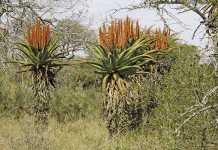 Aloes boost tourism for local town