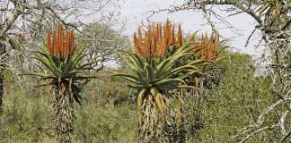 Aloes boost tourism for local town