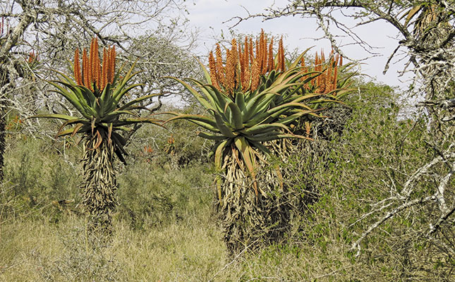 Aloes boost tourism for local town