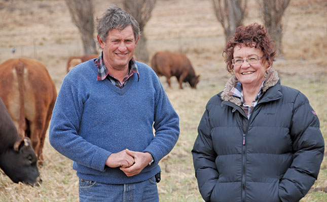 Beefmasters with altitude Beefmasters with altitude
