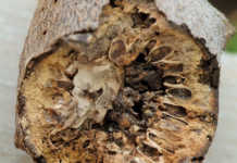 What you need to know about plant galls