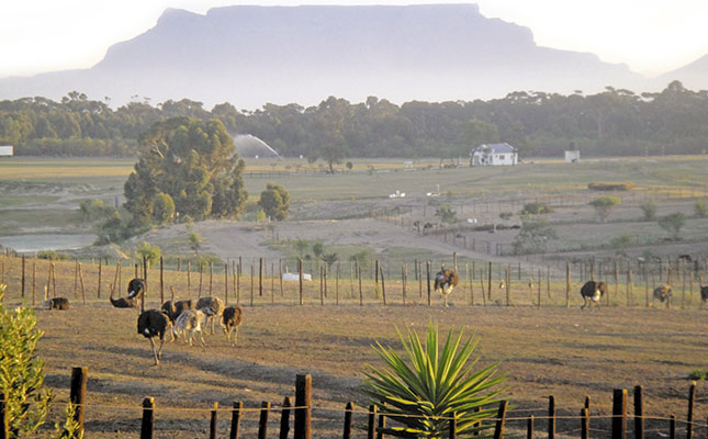 Making the most of the ostrich