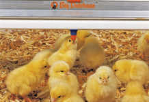 Vaccinating poultry during the rearing period