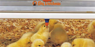 Vaccinating poultry during the rearing period