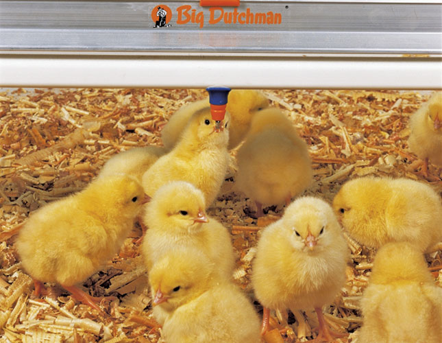 Vaccinating poultry during the rearing period