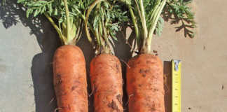 Deeper roots, better carrots