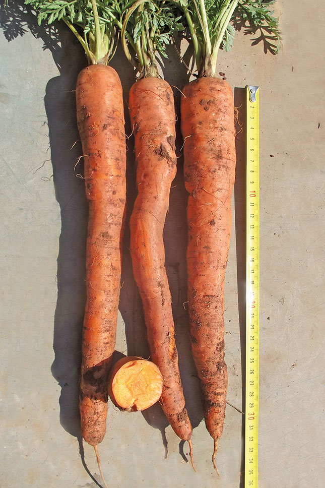 Deeper roots, better carrots