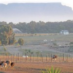 ostrich-farm-western-cape-1