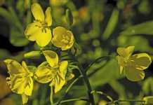 Canola: Fields of gold