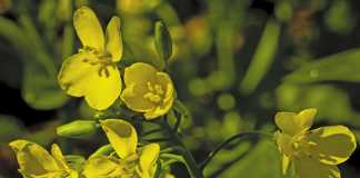 Canola: Fields of gold