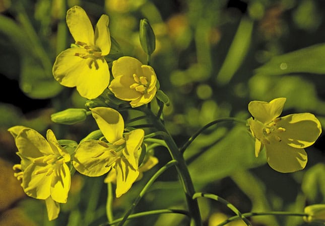 Canola: Fields of gold Canola: Fields of gold