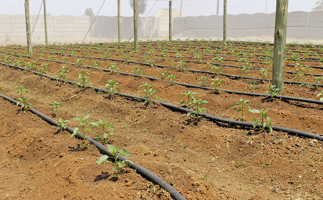 Collective farming at its best Collective farming at its best