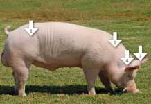 Injecting pigs the correct way