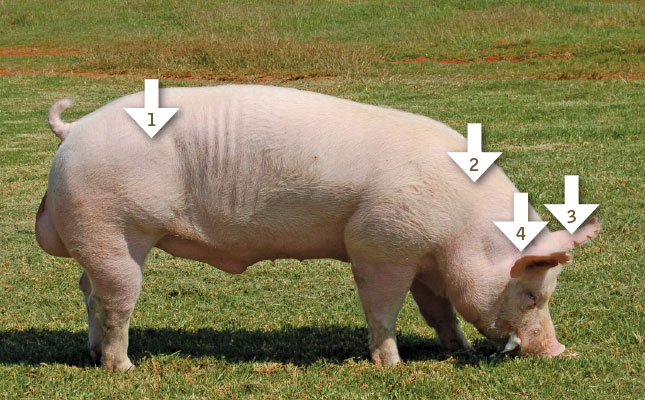 Injecting pigs the correct way Injecting pigs the correct way