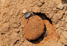 How dung beetles can help you