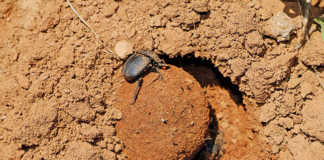 How dung beetles can help you