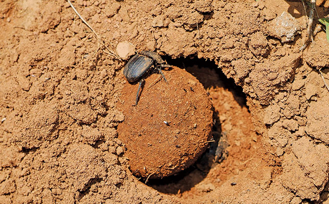 How dung beetles can help you