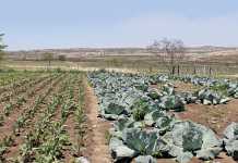 vegetable-patch