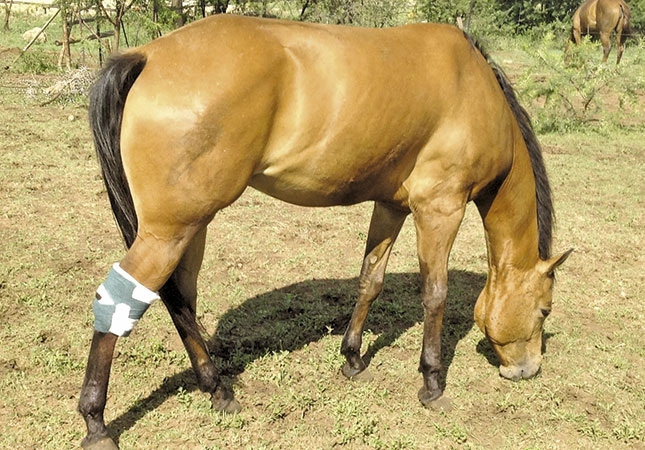 Hocks: Painful horse injury
