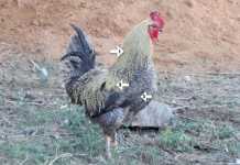 Tips on how to inject chicken