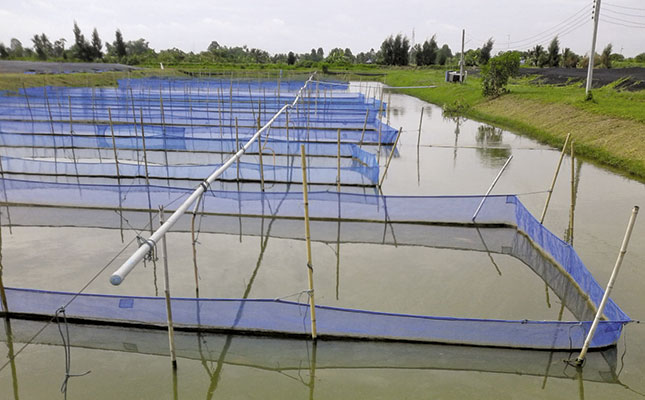 Growing fish in salt water