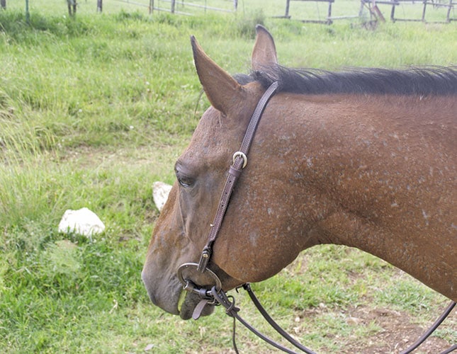 New remedies for horse skin ailments